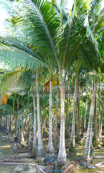Dictyosperma album (Hurricane palm)